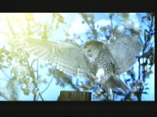 Insat 4B at 93.5e KU HDTV National Geographic Ch DVB S2 02